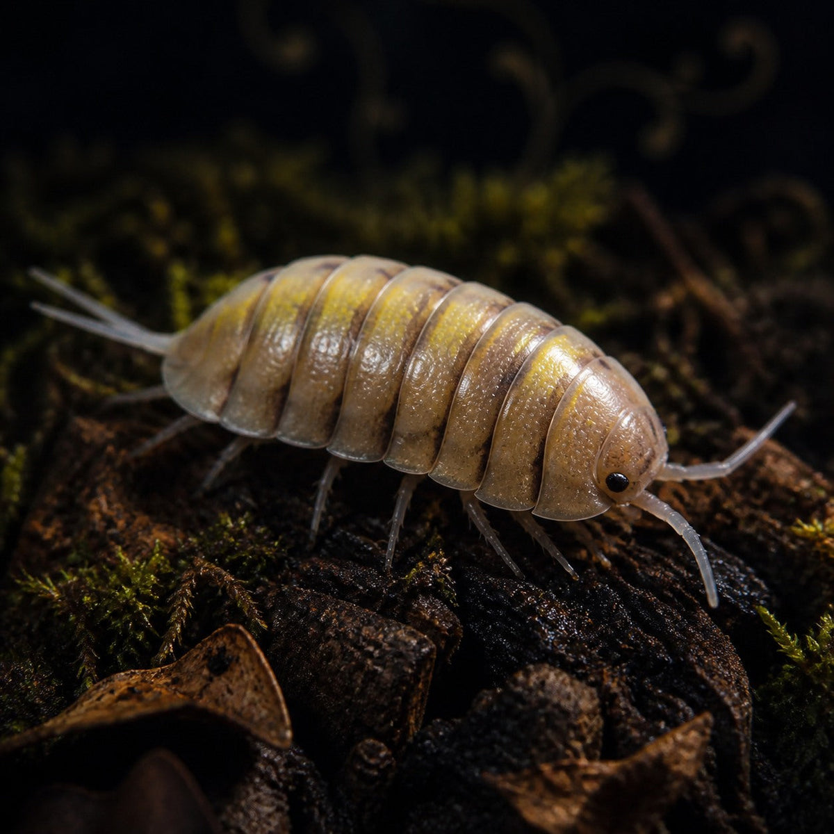 Yellow Ghost Isopods (Porcellio bolivari)