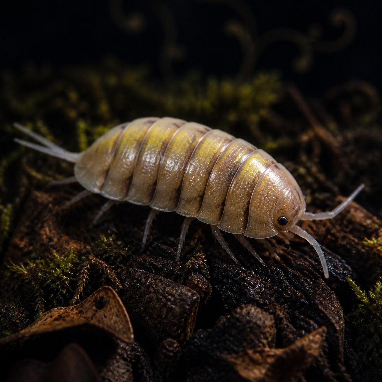 Yellow Ghost Isopods (Porcellio bolivari)