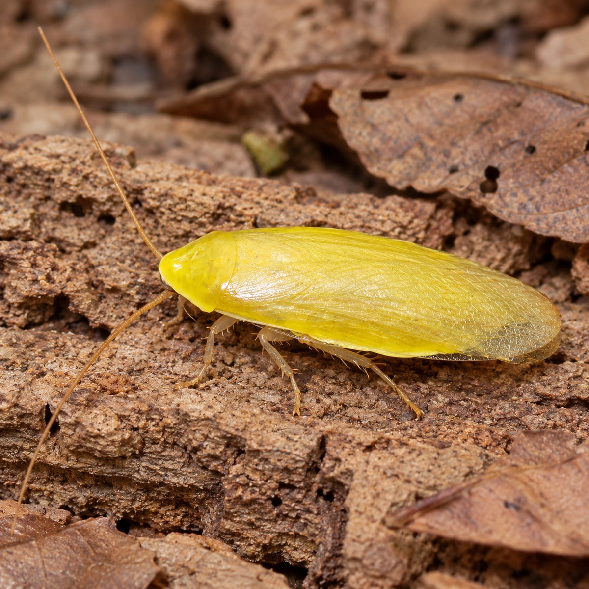 AI-generated reference-guided close view of yellow banana roach (Panchlora sp. Costa Rica). Real anatomy reference: Roach Crossing. AI-generated new habitat and framing.