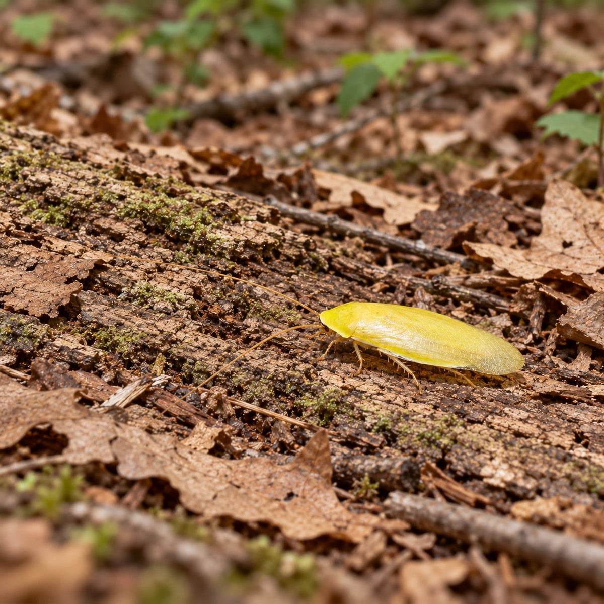 AI-generated reference-guided wide habitat view of yellow banana roach (Panchlora sp. Costa Rica). Real anatomy reference: Roach Crossing. AI-generated new habitat and framing.