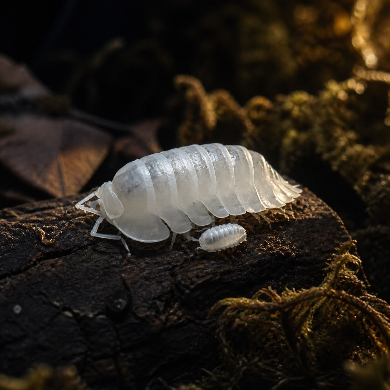 Yeti Isopods (Nesodillo arcangelii)
