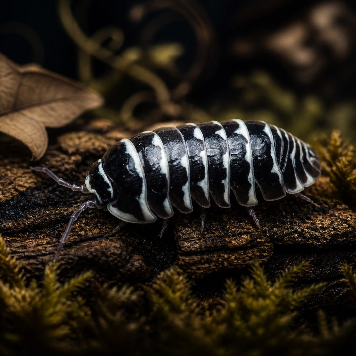 Zebra Isopods (Armadillidium maculatum)