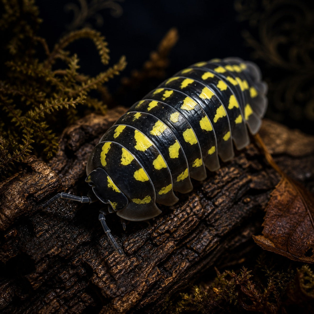 Zinger Isopods (Armadillidium gestroi)